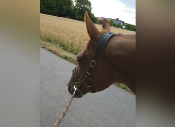 Más caballos centroeuropeos, Yegua, 13 años, 155 cm, Alazán