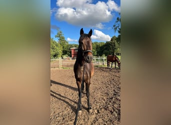 Más caballos centroeuropeos, Yegua, 13 años, 160 cm, Castaño oscuro