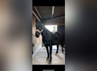 Más caballos centroeuropeos, Yegua, 13 años, 160 cm, Negro