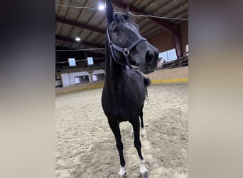 Más caballos centroeuropeos Mestizo, Yegua, 13 años, 160 cm, Negro