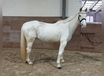 Más caballos centroeuropeos, Yegua, 13 años, 160 cm, Tordo