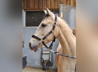 Más caballos centroeuropeos, Yegua, 13 años, 164 cm, Bayo