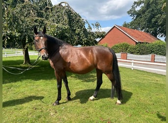 Más caballos centroeuropeos, Yegua, 13 años, 165 cm, Castaño