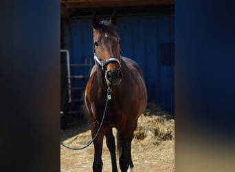 Más caballos centroeuropeos, Yegua, 13 años, 170 cm, Castaño