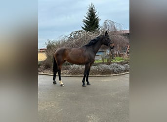 Más caballos centroeuropeos, Yegua, 13 años, 170 cm, Castaño oscuro