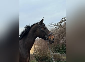 Más caballos centroeuropeos, Yegua, 13 años, 170 cm, Castaño oscuro