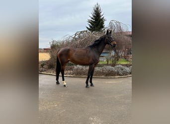 Más caballos centroeuropeos, Yegua, 13 años, 170 cm, Castaño oscuro