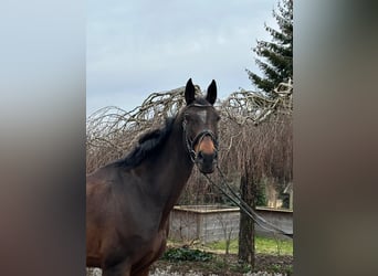 Más caballos centroeuropeos, Yegua, 13 años, 170 cm, Castaño oscuro