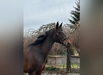 Más caballos centroeuropeos, Yegua, 13 años, 170 cm, Castaño oscuro