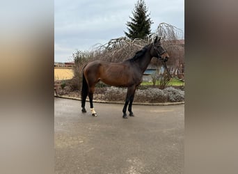 Más caballos centroeuropeos, Yegua, 13 años, 170 cm, Castaño oscuro