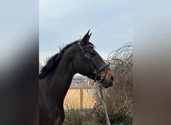 Más caballos centroeuropeos, Yegua, 13 años, 170 cm, Castaño oscuro