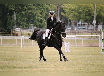 Más caballos centroeuropeos Mestizo, Yegua, 13 años, Negro