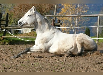 Más caballos centroeuropeos, Yegua, 13 años, Tordo rodado