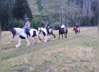 Más caballos centroeuropeos, Yegua, 14 años, 145 cm