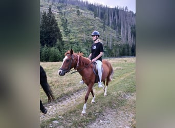 Más caballos centroeuropeos, Yegua, 14 años, 145 cm