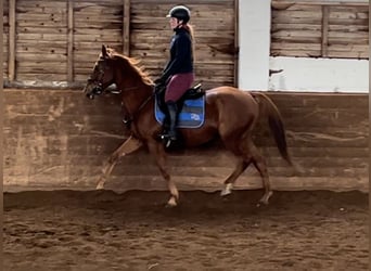 Más caballos centroeuropeos, Yegua, 14 años, 157 cm, Alazán