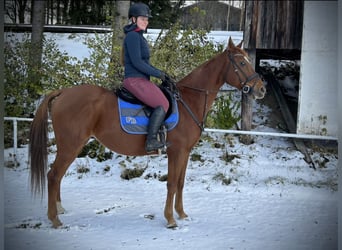 Más caballos centroeuropeos, Yegua, 14 años, 157 cm, Alazán