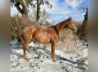 Más caballos centroeuropeos, Yegua, 14 años, 157 cm, Alazán