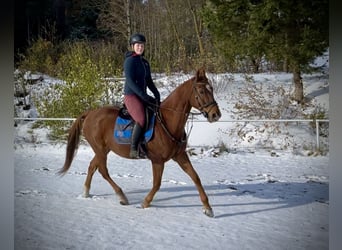 Más caballos centroeuropeos, Yegua, 14 años, 157 cm, Alazán