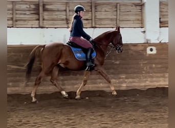 Más caballos centroeuropeos, Yegua, 14 años, 157 cm, Alazán