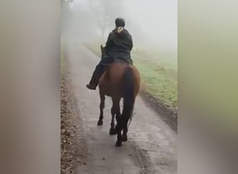 Más caballos centroeuropeos, Yegua, 14 años, 165 cm, Castaño oscuro