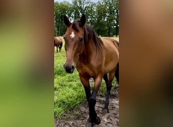 Más caballos centroeuropeos, Yegua, 14 años, 165 cm, Castaño oscuro