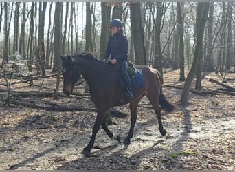 Más caballos centroeuropeos, Yegua, 14 años, 167 cm, Castaño oscuro