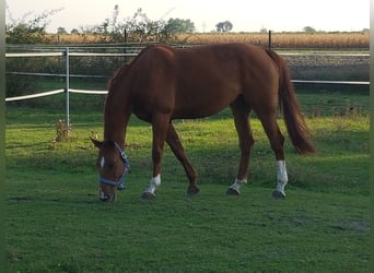 Más caballos centroeuropeos, Yegua, 14 años, 172 cm, Alazán