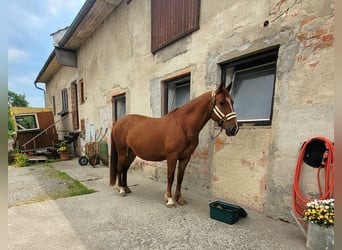 Más caballos centroeuropeos Mestizo, Yegua, 15 años, 160 cm, Alazán