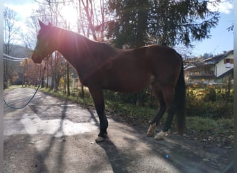 Más caballos centroeuropeos, Yegua, 15 años, 160 cm, Castaño