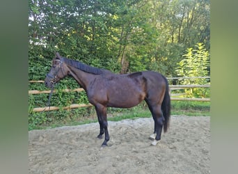 Más caballos centroeuropeos, Yegua, 15 años, 160 cm, Castaño oscuro