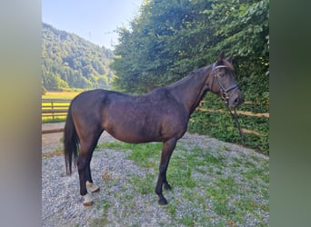 Más caballos centroeuropeos, Yegua, 15 años, 160 cm, Castaño oscuro