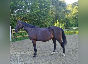 Más caballos centroeuropeos, Yegua, 15 años, 160 cm, Castaño oscuro