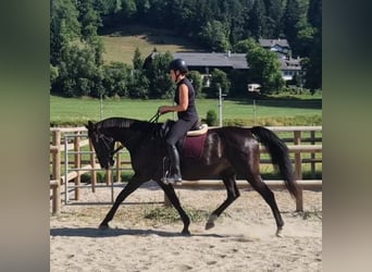 Más caballos centroeuropeos, Yegua, 15 años, 160 cm, Castaño oscuro