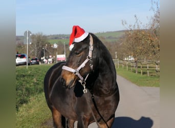 Más caballos centroeuropeos Mestizo, Yegua, 15 años, 161 cm, Castaño