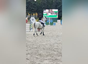 Más caballos centroeuropeos, Yegua, 15 años, 164 cm, Tordo