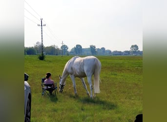 Más caballos centroeuropeos, Yegua, 15 años, 164 cm, Tordo