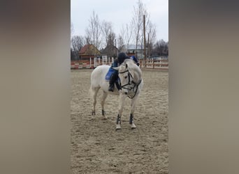Más caballos centroeuropeos, Yegua, 15 años, 164 cm, Tordo