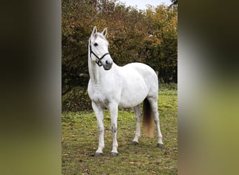 Más caballos centroeuropeos, Yegua, 15 años, 166 cm, Tordo