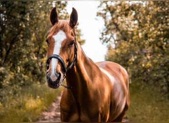 Más caballos centroeuropeos, Yegua, 15 años, 168 cm, Alazán