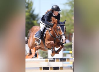 Más caballos centroeuropeos Mestizo, Yegua, 16 años, 148 cm, Alazán