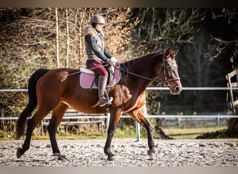 Más caballos centroeuropeos, Yegua, 16 años, 165 cm, Castaño