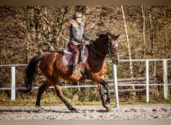 Más caballos centroeuropeos, Yegua, 16 años, 165 cm, Castaño