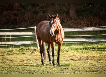 Más caballos centroeuropeos, Yegua, 16 años, 165 cm, Castaño