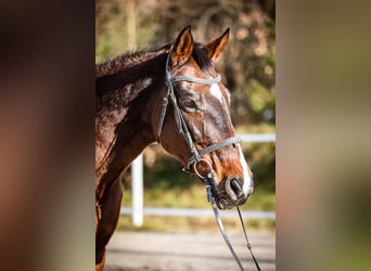 Más caballos centroeuropeos, Yegua, 16 años, 165 cm, Castaño