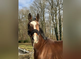 Más caballos centroeuropeos, Yegua, 16 años, 166 cm, Castaño