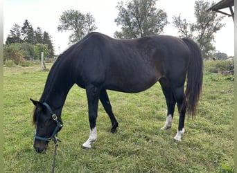 Más caballos centroeuropeos, Yegua, 16 años, 170 cm, Castaño oscuro