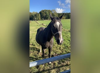 Más caballos centroeuropeos, Yegua, 16 años, 170 cm, Castaño oscuro