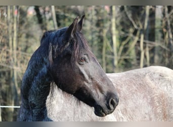 Más caballos centroeuropeos Mestizo, Yegua, 17 años, 160 cm, Ruano azulado