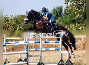 Más caballos centroeuropeos, Yegua, 17 años, 169 cm, Castaño